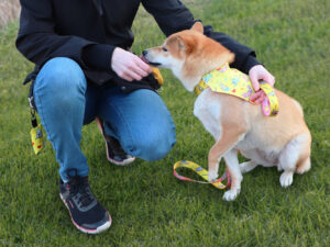 Bandana dla psa z nadrukiem przymocowana do smyczy Shiba Inu.