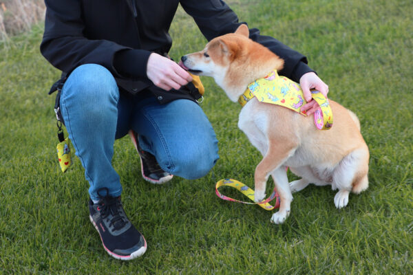 Bandana dla psa z nadrukiem przymocowana do smyczy Shiba Inu.